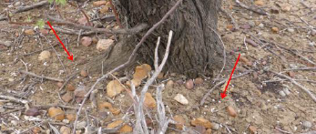 Tebuthiuron Pellets After Application