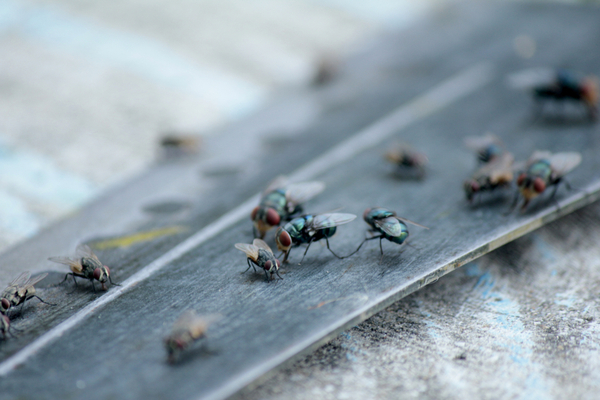 Where-are-all-the-flies-coming-from