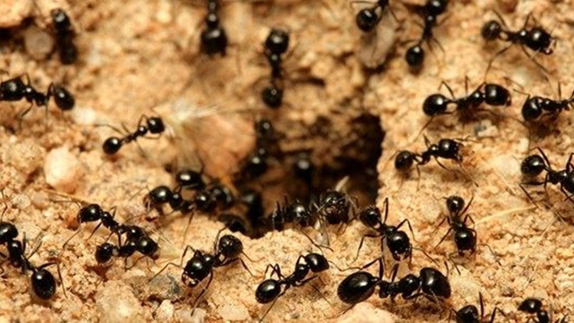 Get rid of ants