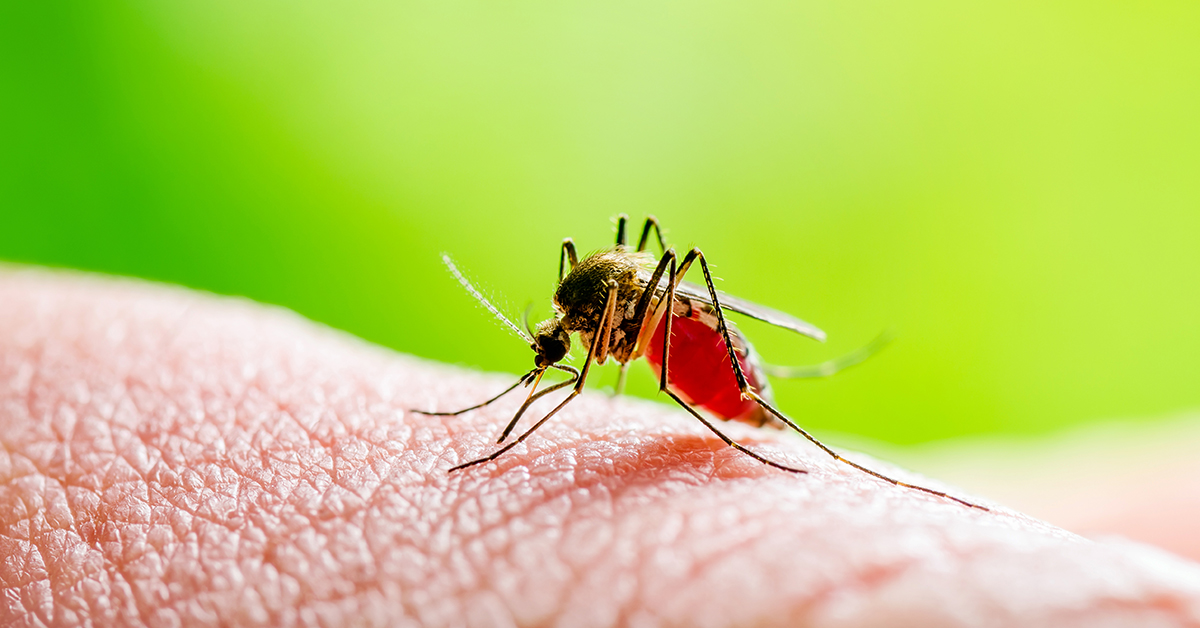 Mosquito