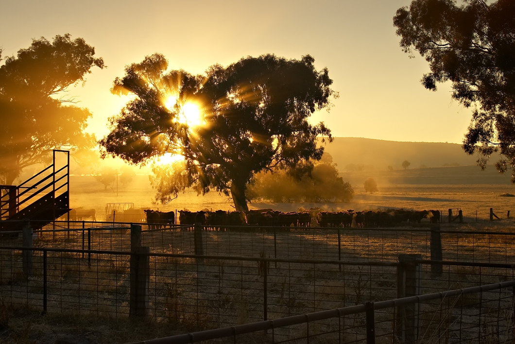 Cattleyards at Sunrise