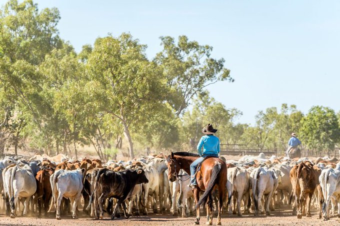 Supporting livestock through drought