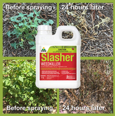 Slasher Organic Weedkiller - Before and After
