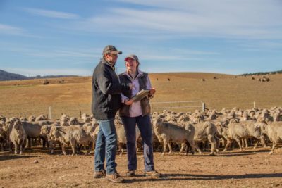 Father & daughter in front of sheep