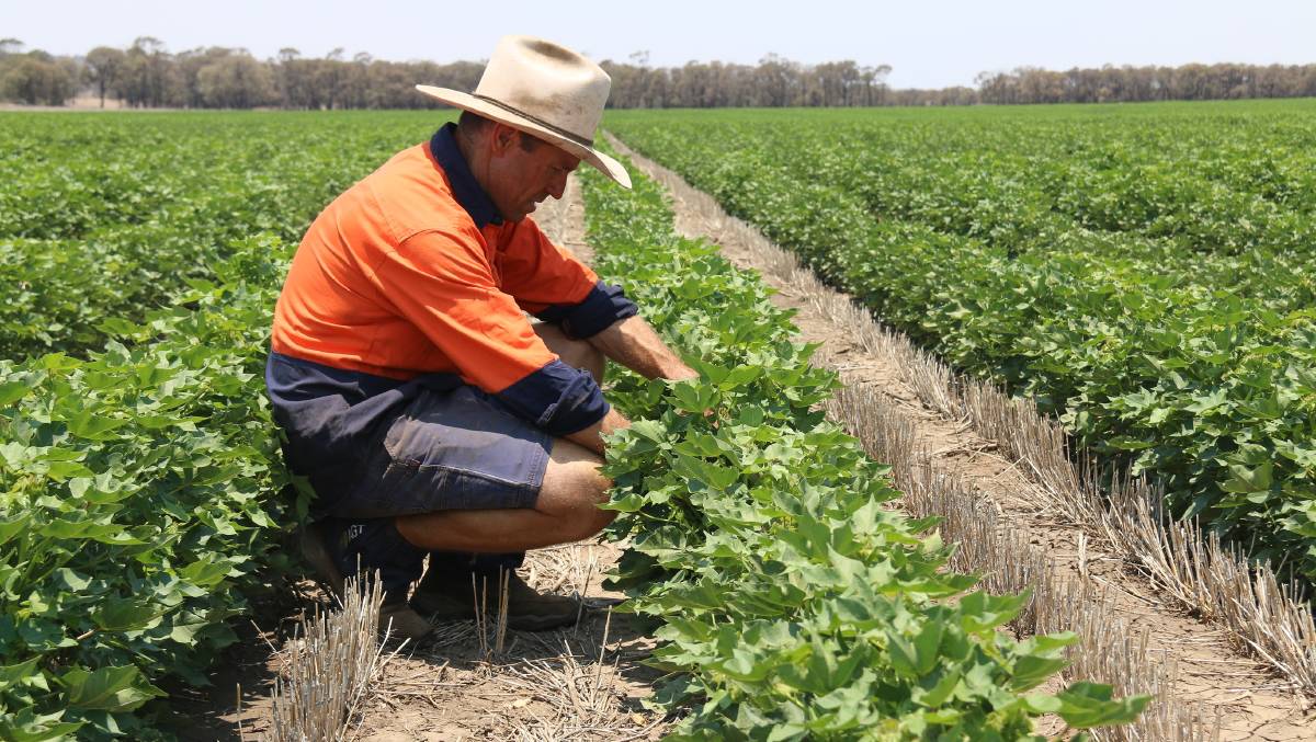 Man couching in cotton crop