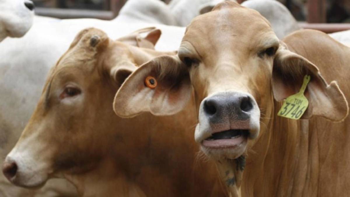 Brahnam Cattle