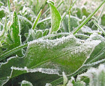 Frost Photo