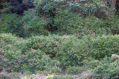 Lantana bush