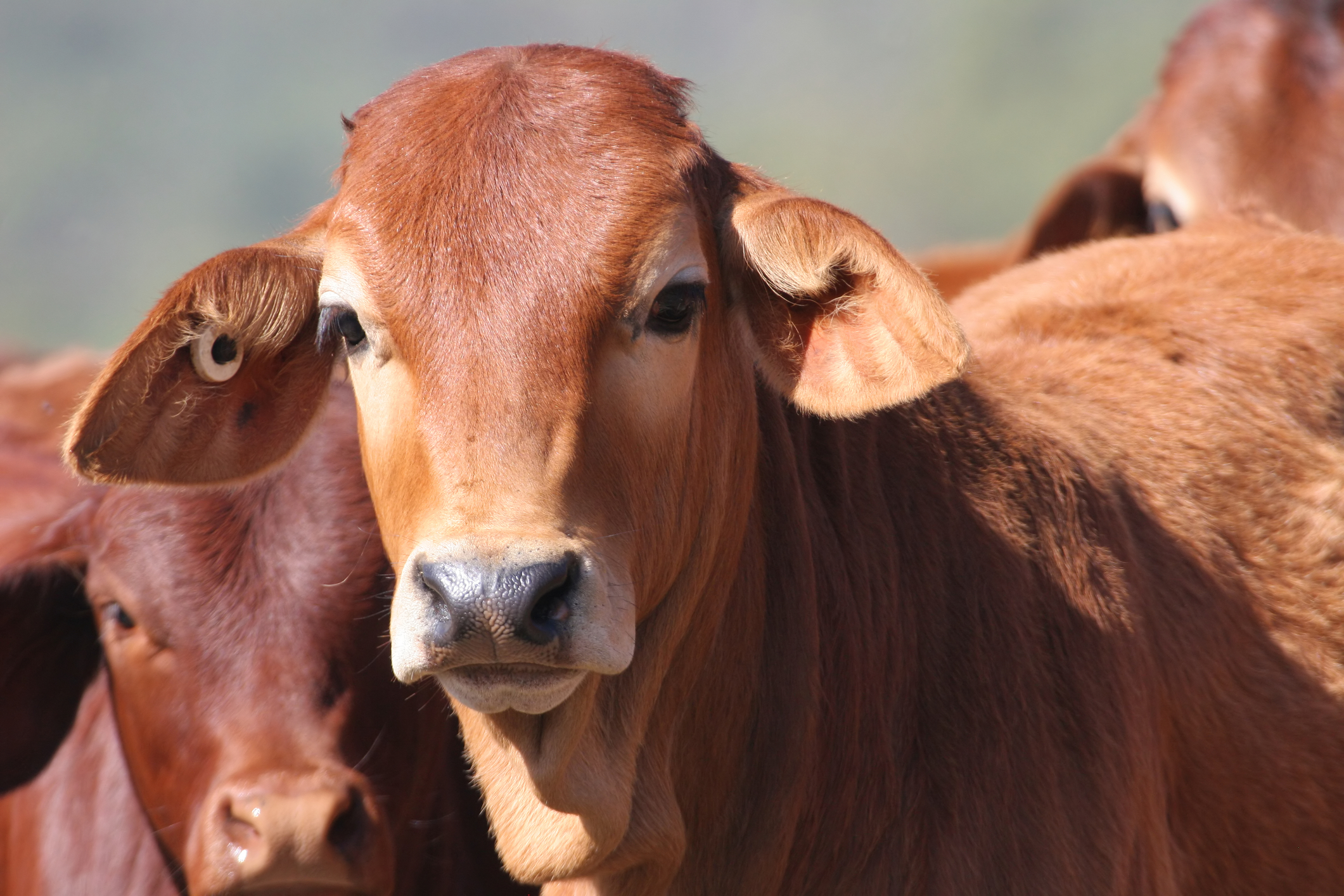 Braham Cross Calf