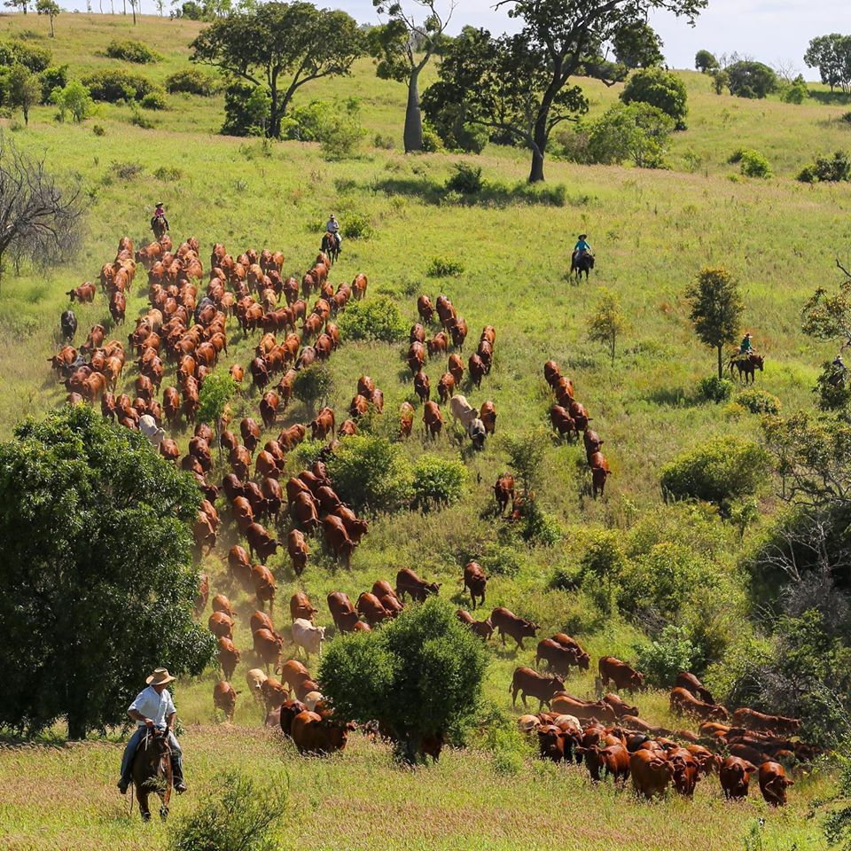 Cattle Muster - Drench Resistance