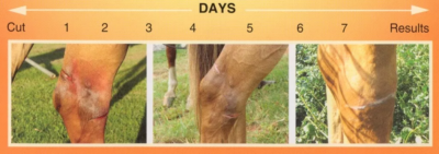 Pony Coat Healing