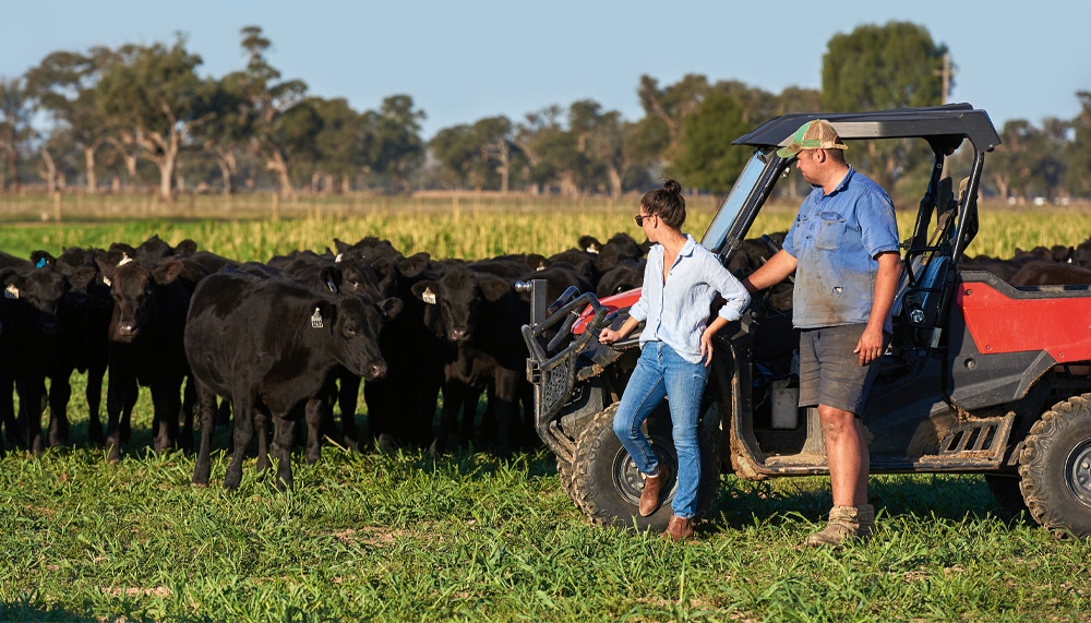 Angus Cattle