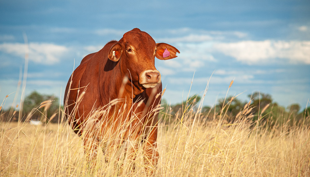Doughtmaster Cow