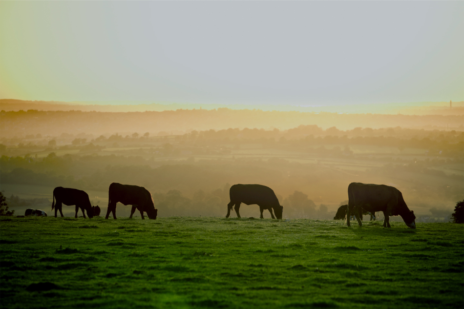 Cattle Grazing