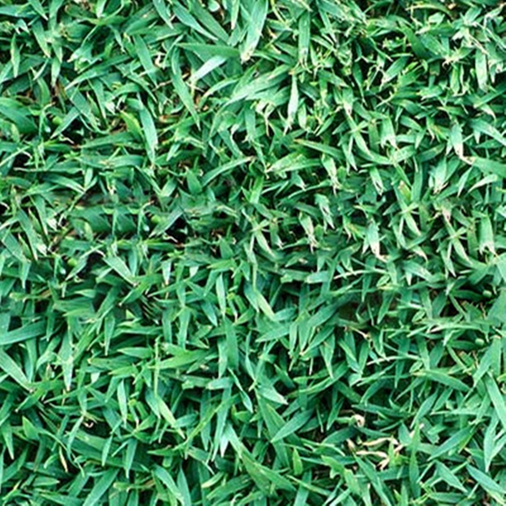 Queensland Blue Couch Seed (agriCOTE Enhanced)