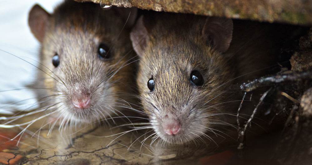 rodents