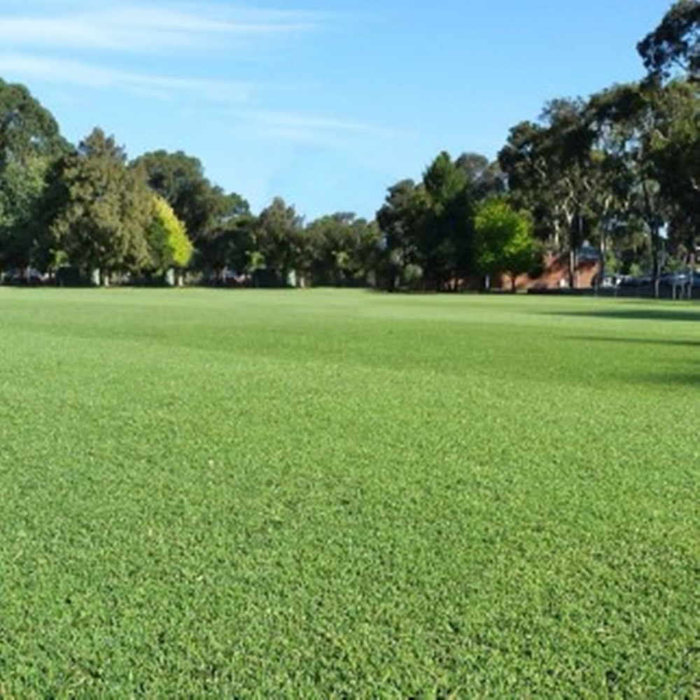 Green Couch (Bermudagrass) Seed - agriCOTE Enhanced