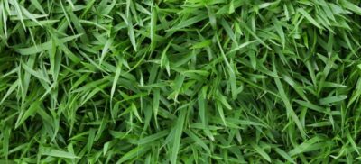 Zoysia Turf