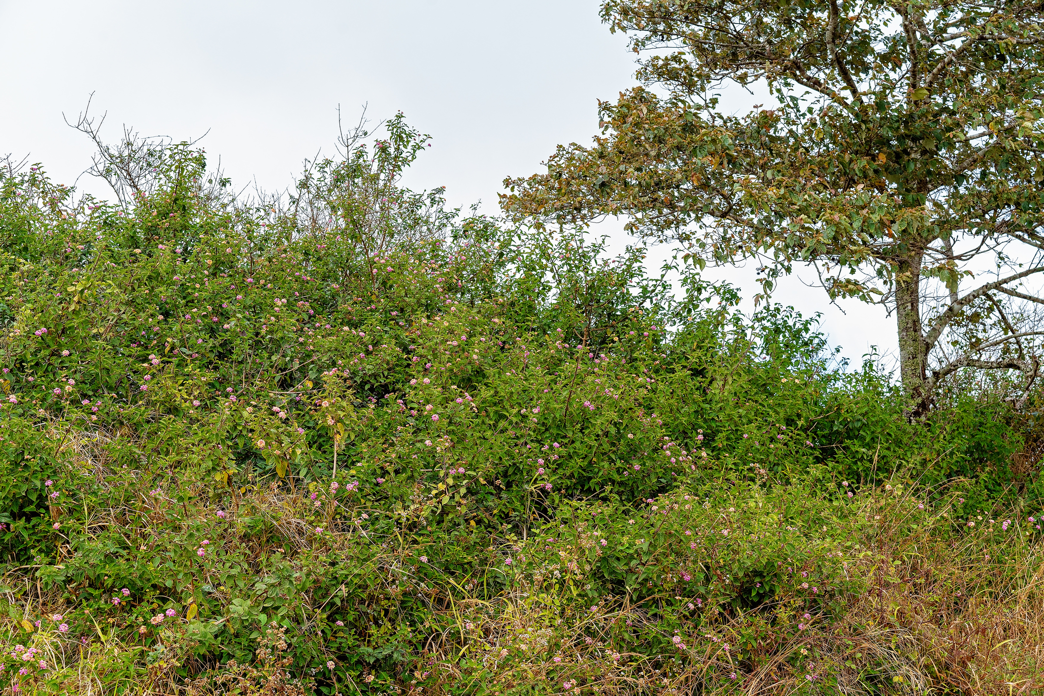 Lantana Bush Image - Noxious Weed