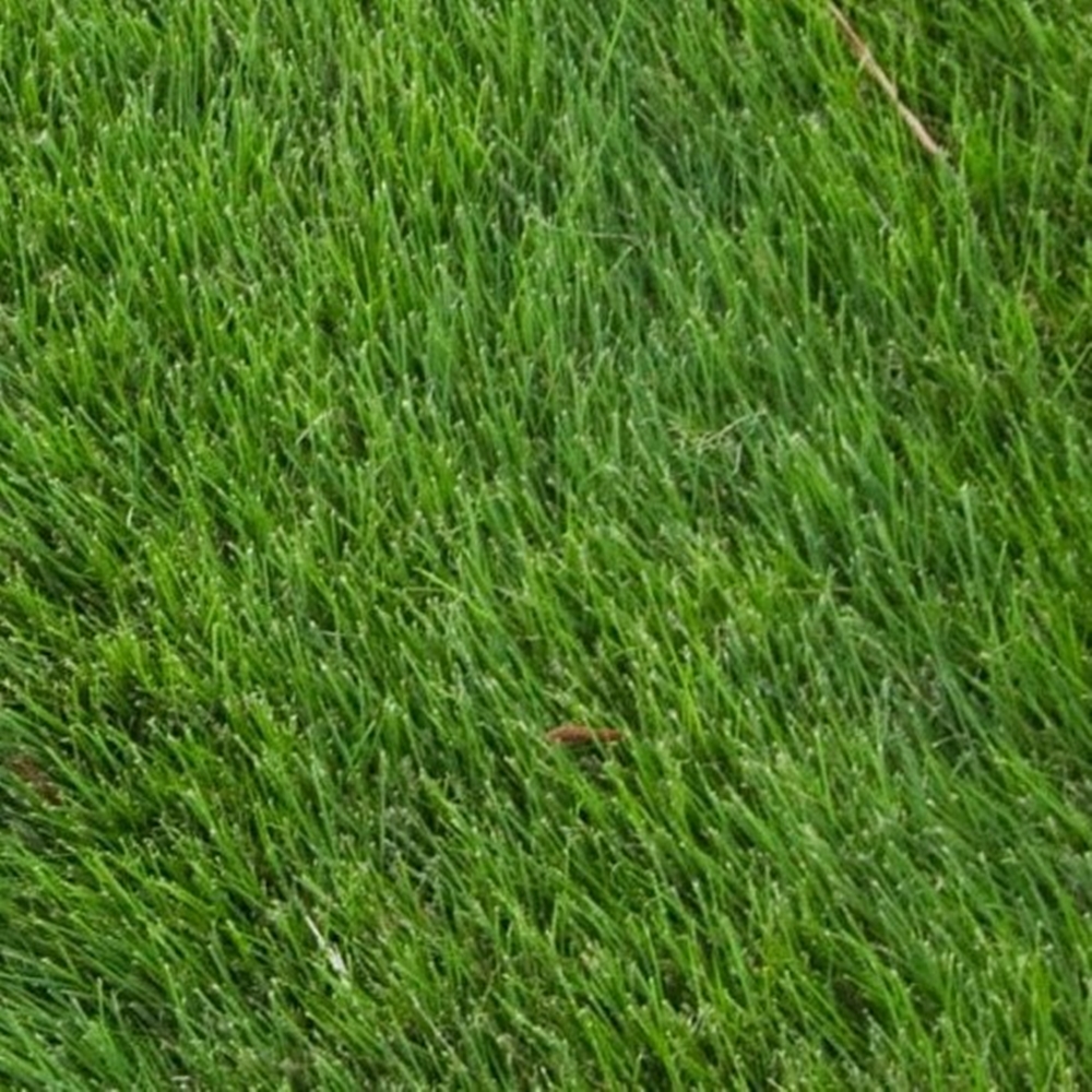 Zoysia Grass Seed (agriCOTE Enhanced)
