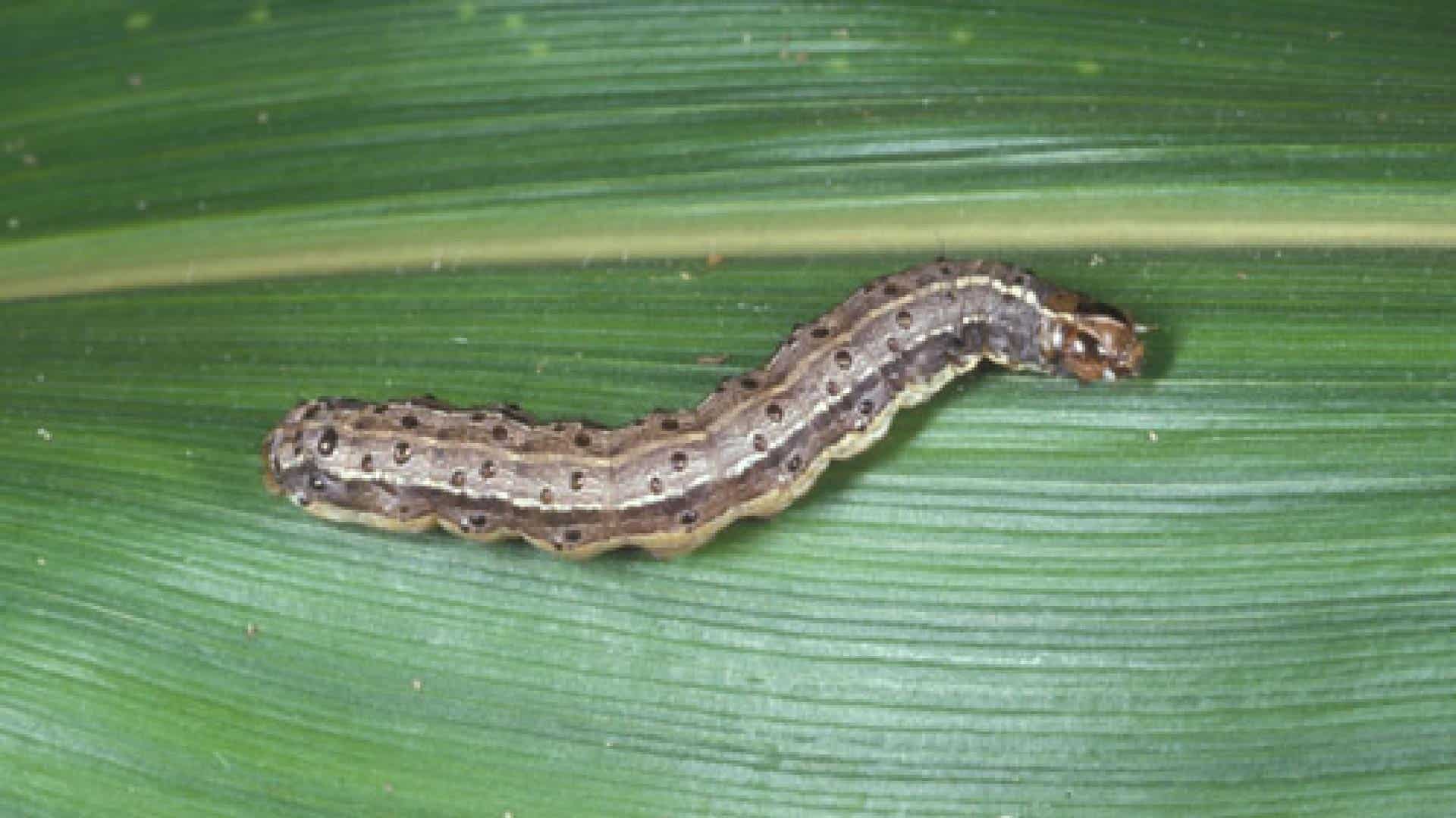Armyworm Mature Larva - Lawn Grub