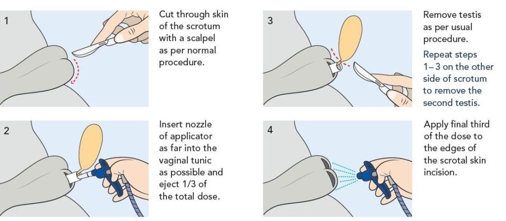 Tri-Solfen Pain Relief for Lambs & Calves Castration Diagram