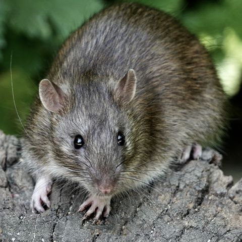 Rat