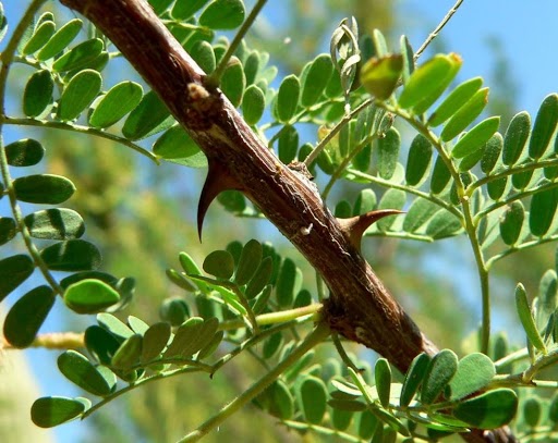 Woody weed