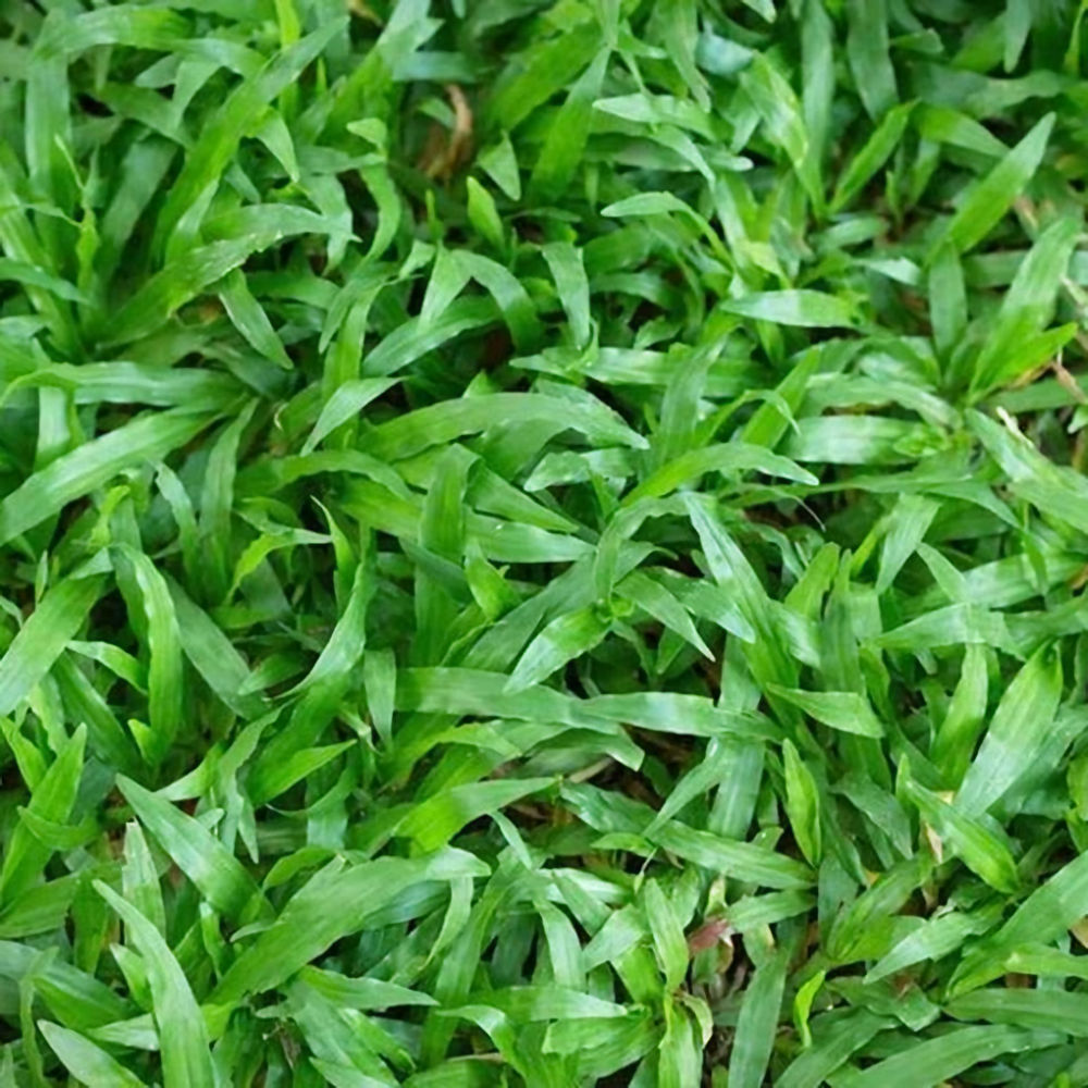Narrowleaf Carpet Grass Seed (agriCOTE Enhanced)