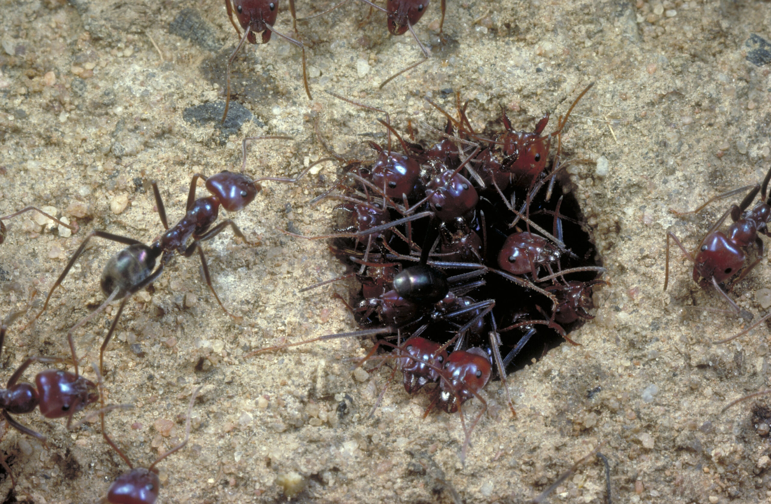 Meat Ants