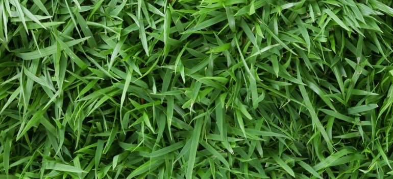 Zoysia grass seed up close