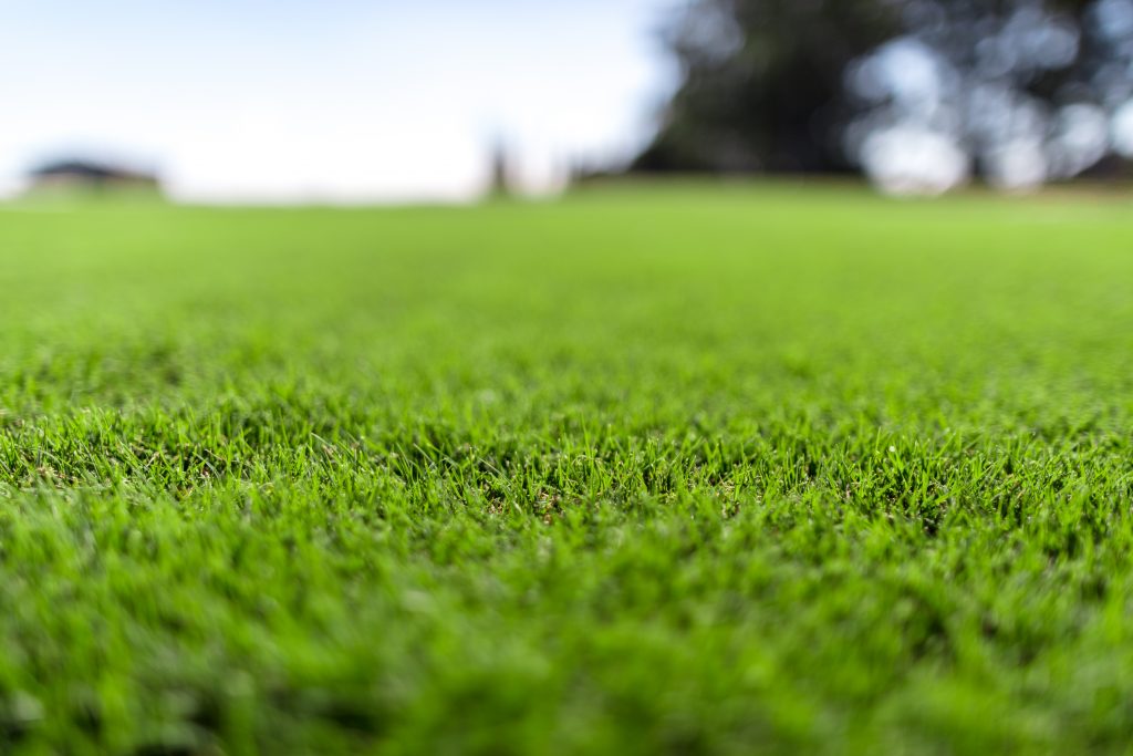 fertilised couch grass lawn