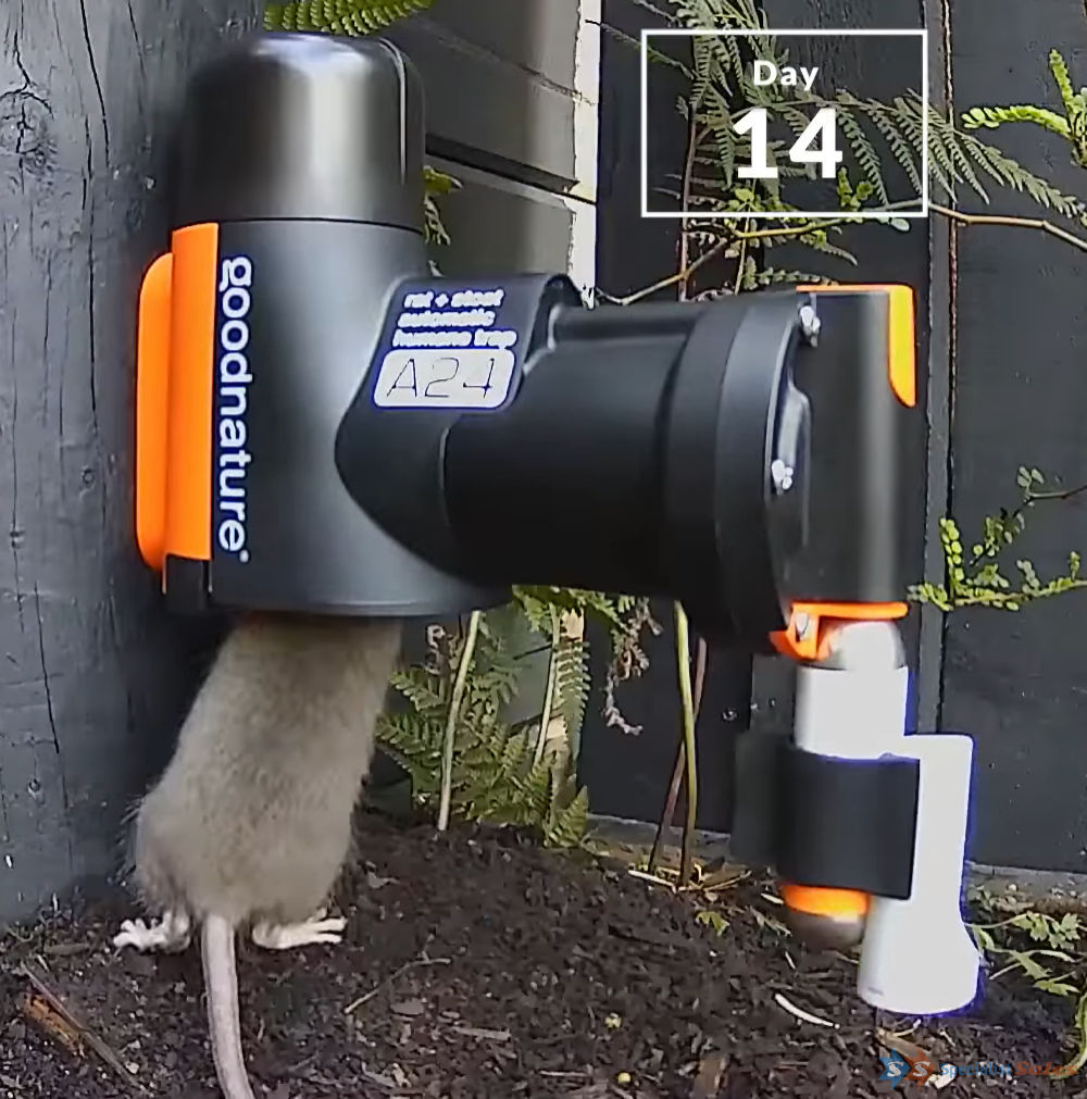 A24 Rat & Mouse Trap