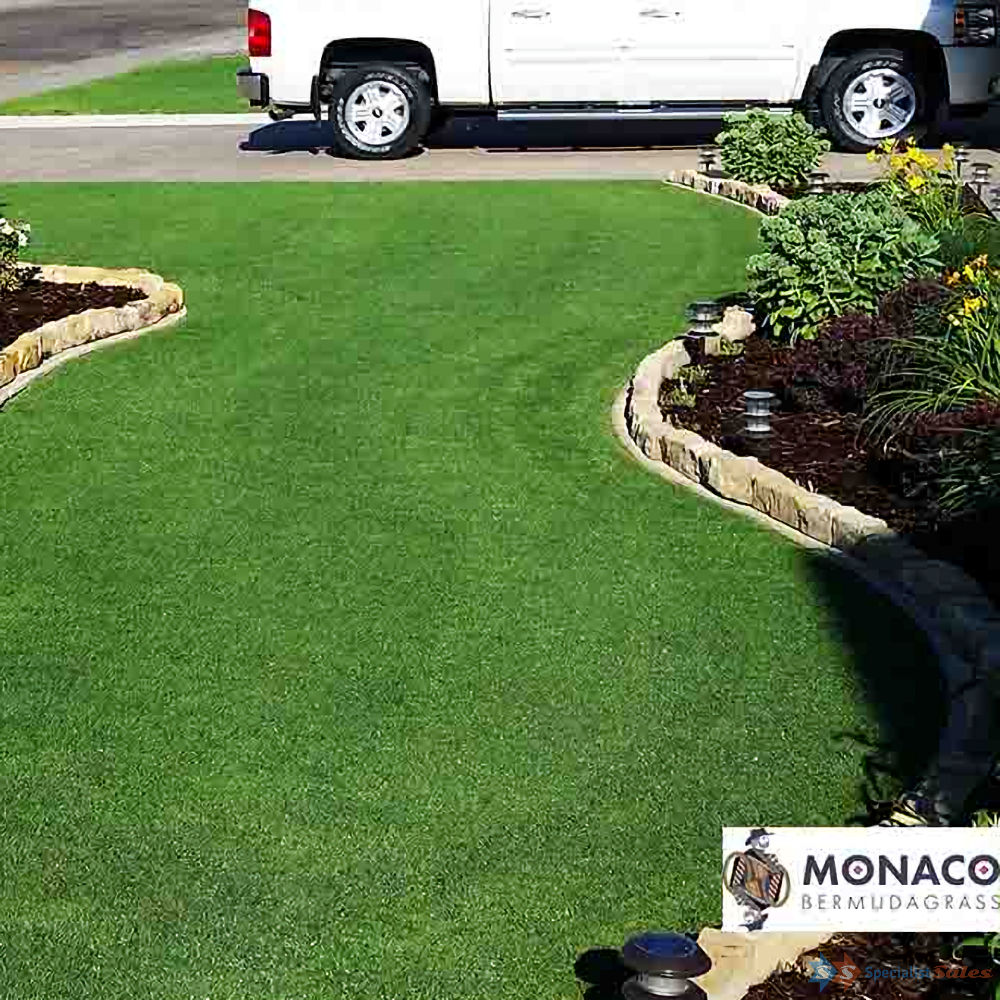 Monaco Bermudagrass (Couch) Seed
