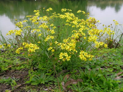Fireweed bush