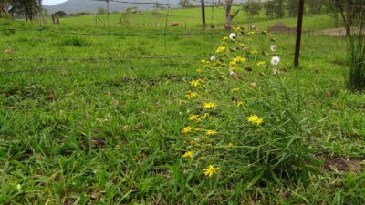 Fireweed bush on pasture