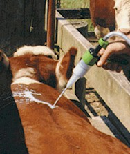 pour-on cattle drenching