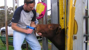 Farmer oral drenching