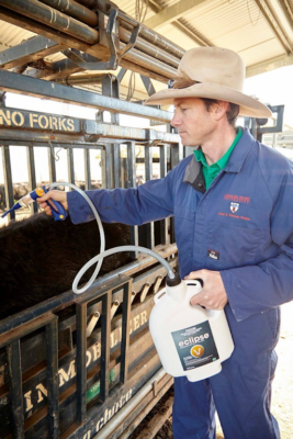 Farmer drenching his cattle