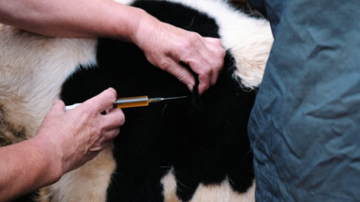 cattle drench injection