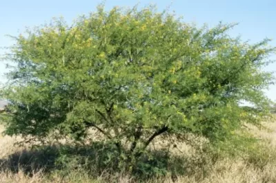 Prickly Acacia
