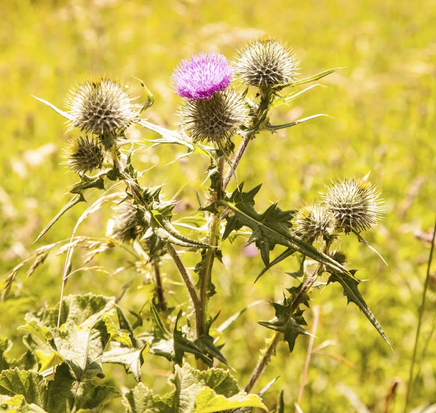 Scotch thistle