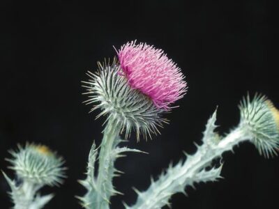 Scotch thistle flower head