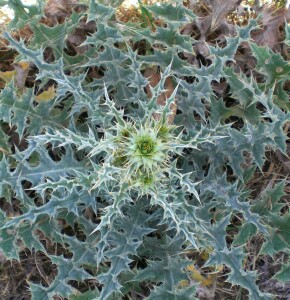 Illyrian thistle