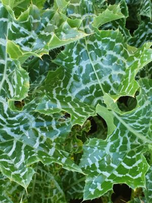 Varigated thistle