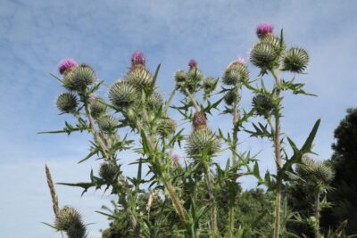 Spear thistle