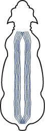 Sheep Backline Double Stripe