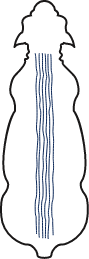 Sheep Backline Single Stripe